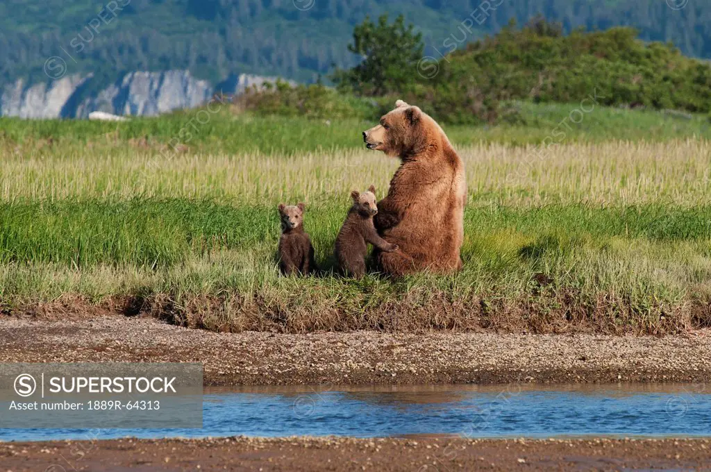 a grizzly bear ursus arctos horribilis and cubs next to the river, alaska, united states of america