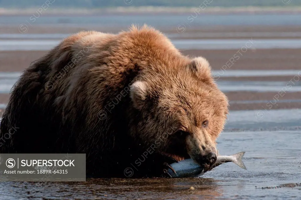 a grizzly bear ursus arctos horribilis with a fish in it´s mouth, alaska, united states of america