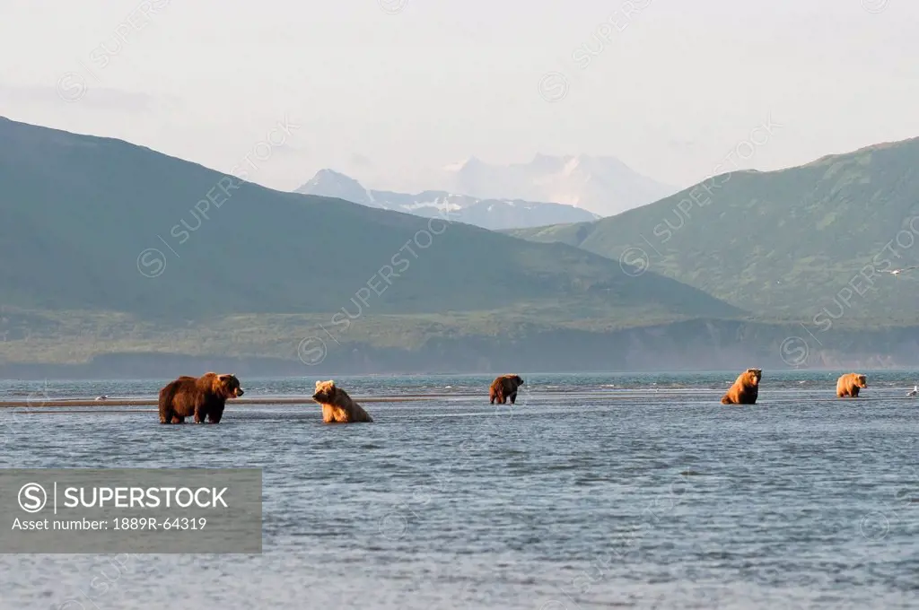 five grizzly bears ursus arctos horribilis fishing, alaska, united states of america