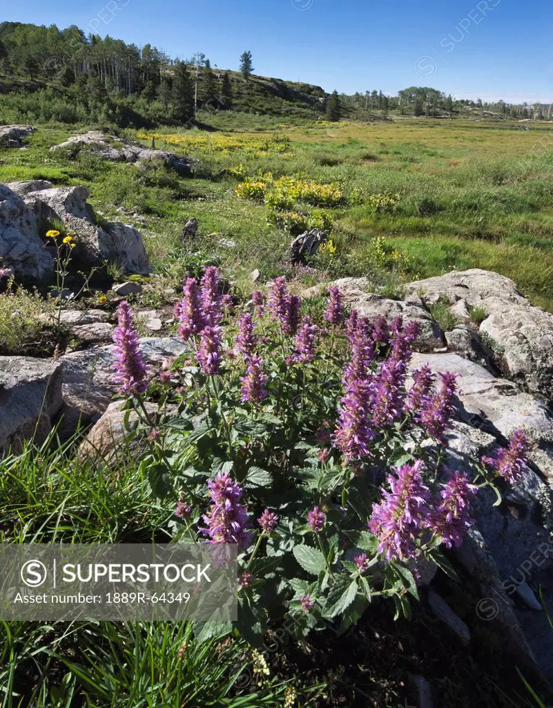 wildflowers growing in an alpine meadow, colorado, united states of america