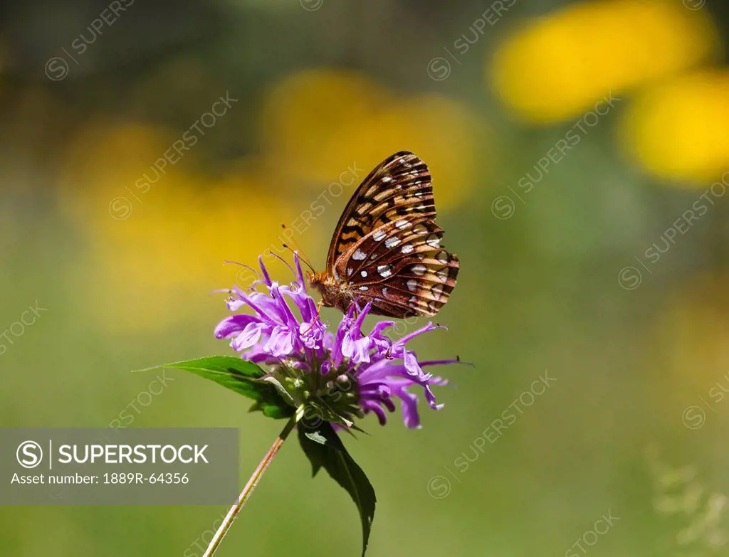 fritillary butterfly feeding on a horsemint blossom, with black_eyed susan blossoms forming highlights in the background, new mexico, united states of...