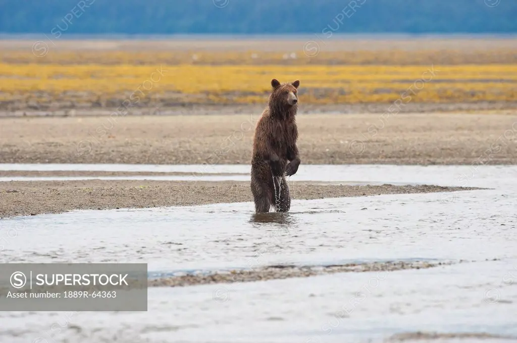 a grizzly bear ursus arctos horribilis standing on it´s hind legs in the water, tenakee springs, alaska, united states of america