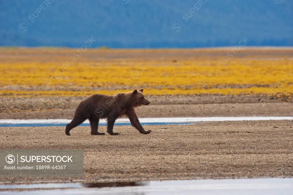 a brown grizzly bear walking by a stream, tenakee springs, alaska, united states of america