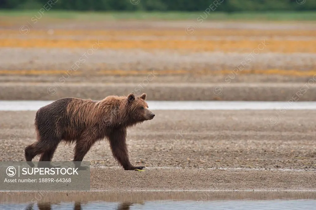 a brown grizzly bear ursus arctos horribilis walking by a stream, tenakee springs, alaska, united states of america