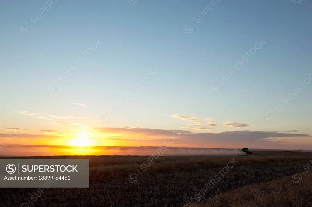 a tractor drives over a canola field at sunset, three hills, alberta, canada