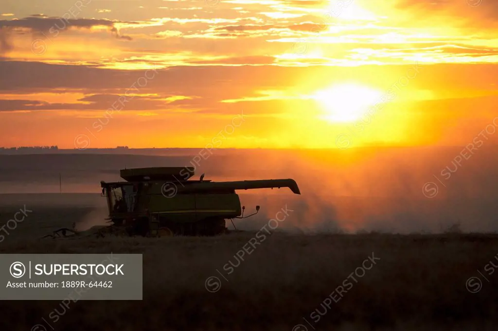 a combine harvester drives over a canola field at sunset, three hills, alberta, canada
