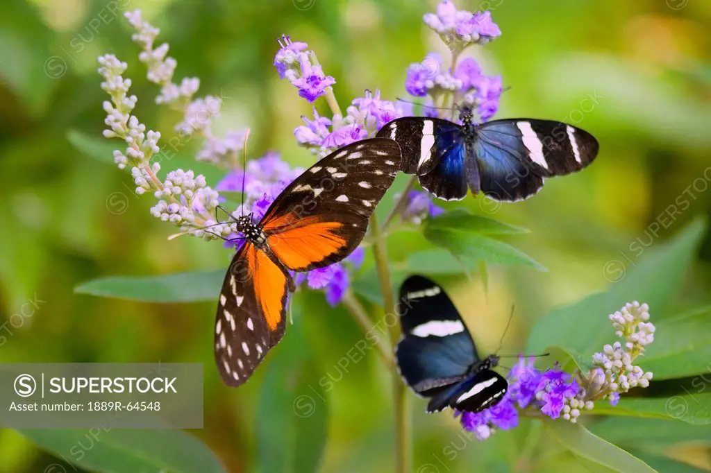 three colorful butterflies on blossoms in spring, oregon, usa
