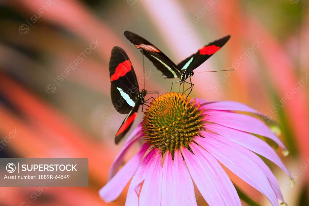 two colorful butterflies on cone flower blossom in spring, oregon, usa