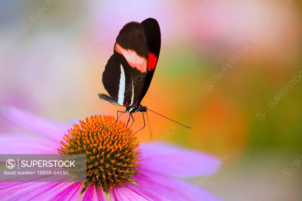 colorful butterfly on cone flower blossom in spring, oregon, usa