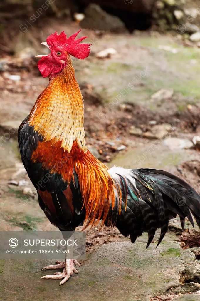 rooster crowing, huay pu keng, thailand