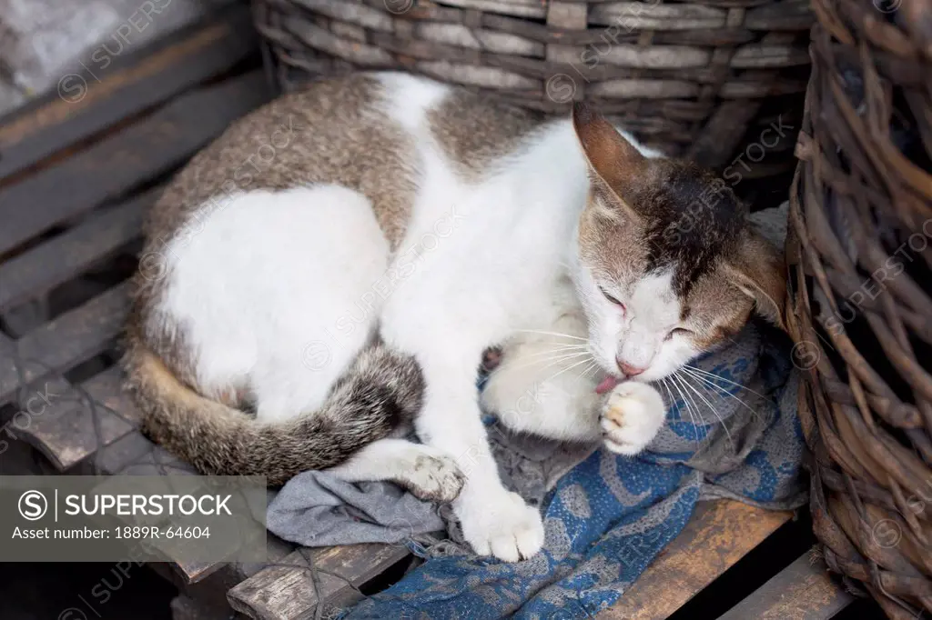 a cat licks her paw at a fish market, bias city, negros island, negros oriental, philippines