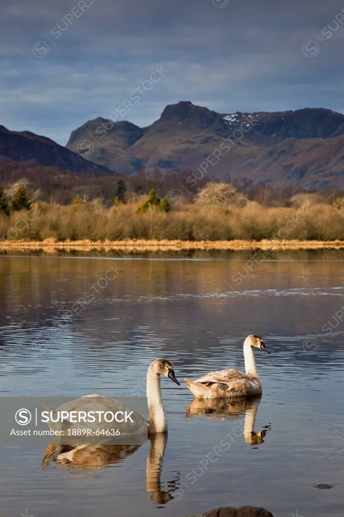 swans on lake with mountain backdrop, langdale, cumbria, england