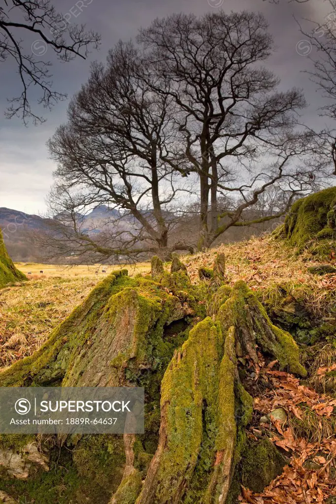 mossy tree stump, cumbria, england