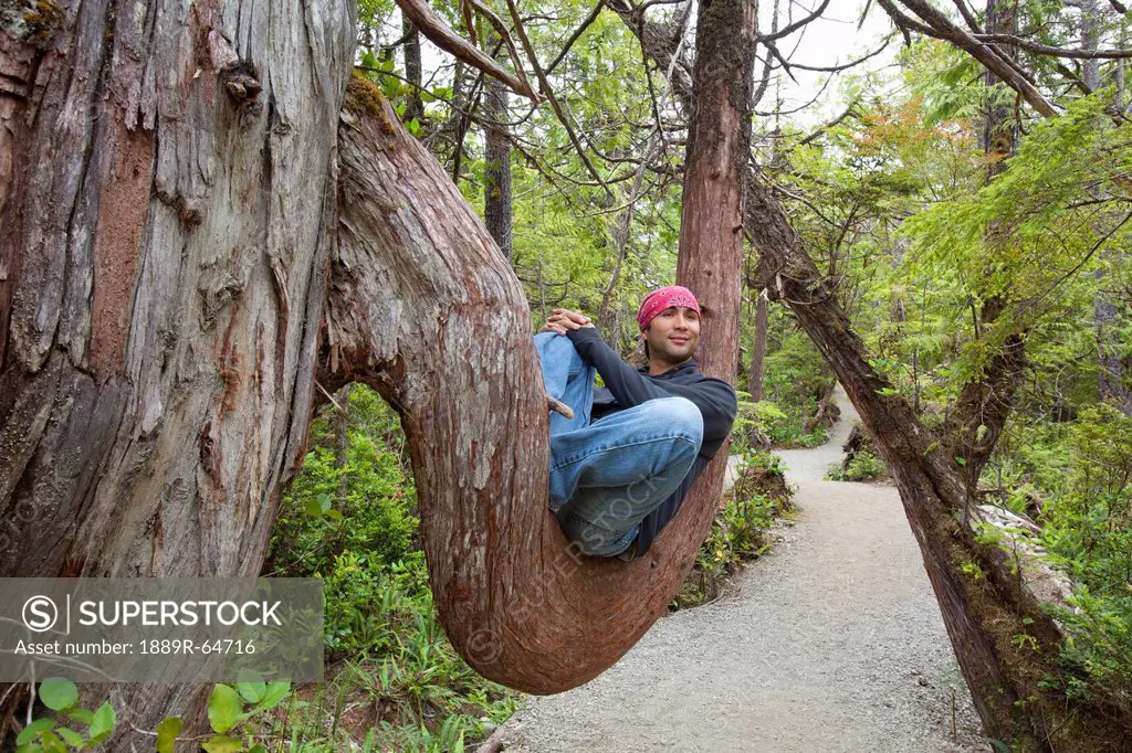 a man sits in a large redwood tree along the wild pacific trail, ucluelet, vancouver island, british columbia, canada