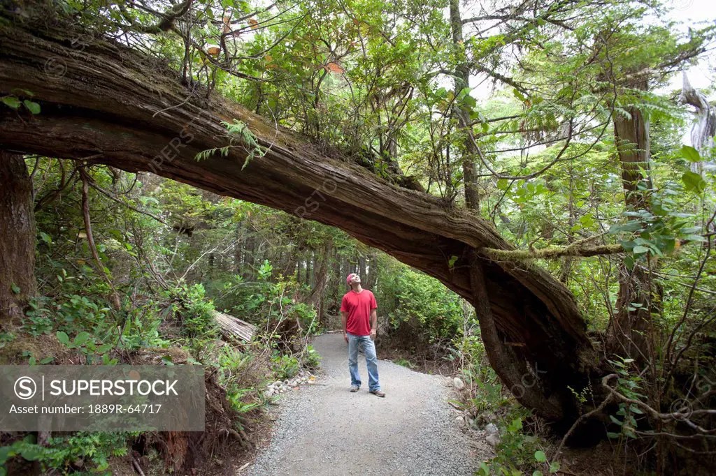 a man hiking along the wild pacific trail, ucluelet, vancouver island, british columbia, canada