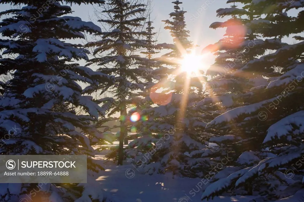 silhouette of snow covered evergreen trees with a sunburst, calgary, alberta, canada