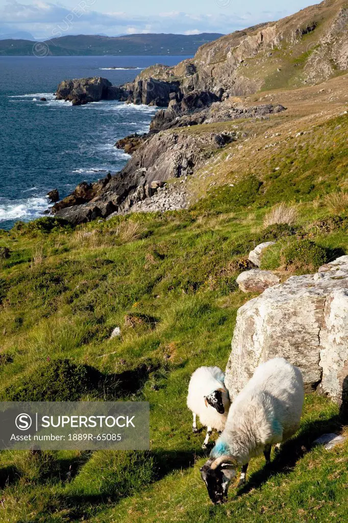 Sheep Grazing Along Coastline, Allihies, County Cork, Ireland
