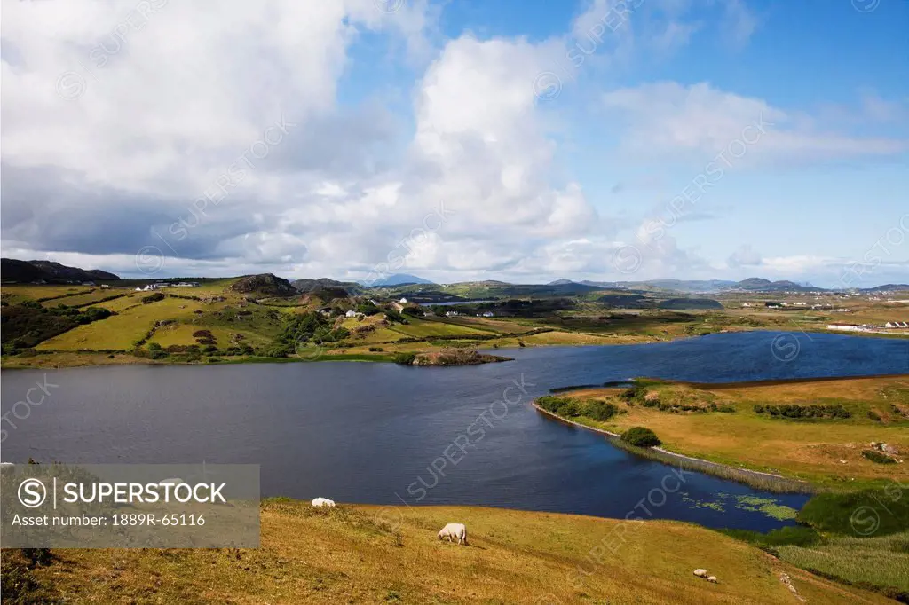 Sheep Grazing On Coastal Landscape, Fanad Head, County Donegal, Ireland
