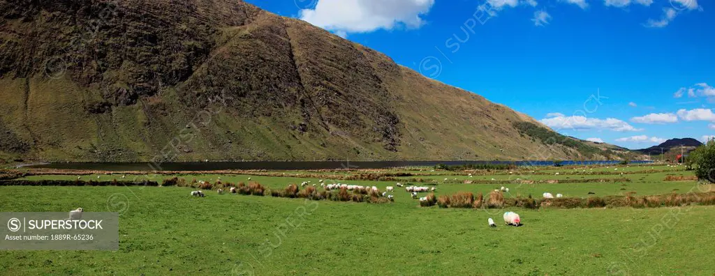 Cattle Grazing Near Glenbeg Lake, Ardgroom, County Cork, Ireland