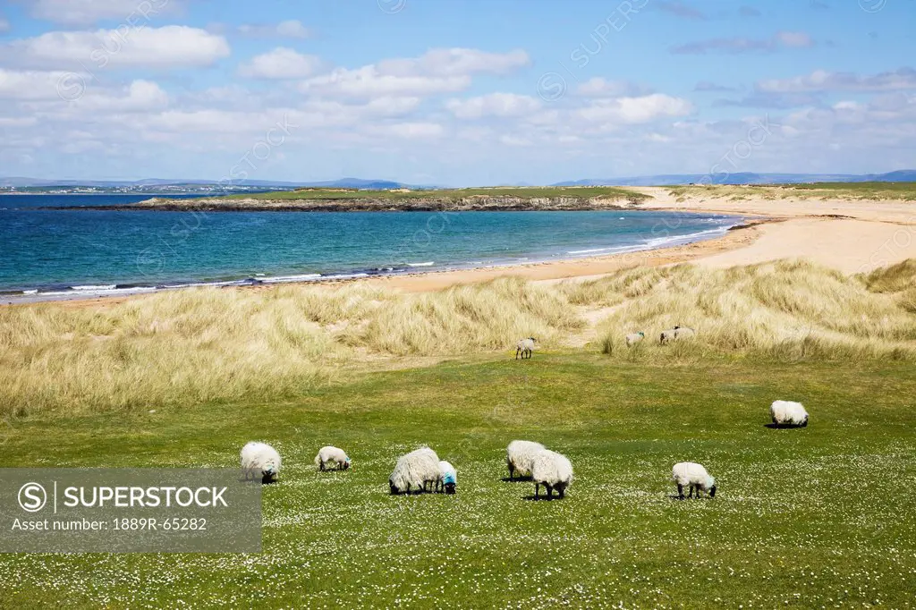 Sheep Grazing In A Field Along The Coast, Achill Island, County Mayo, Ireland