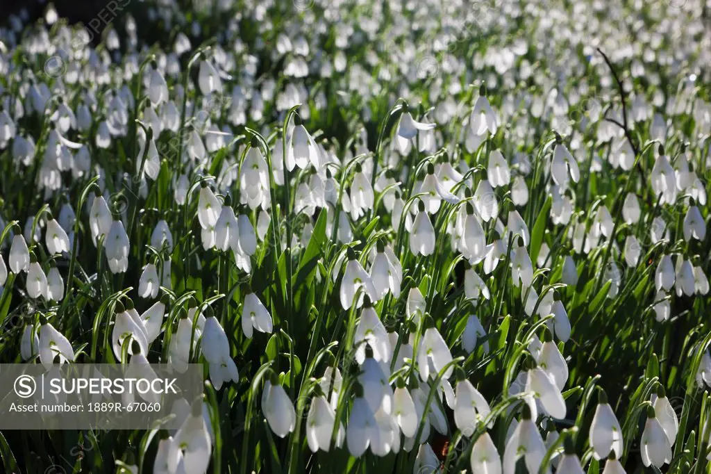 a field of white flowers, dumfries, scotland