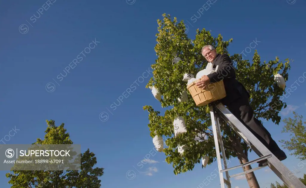 businessman harvesting money from a money tree
