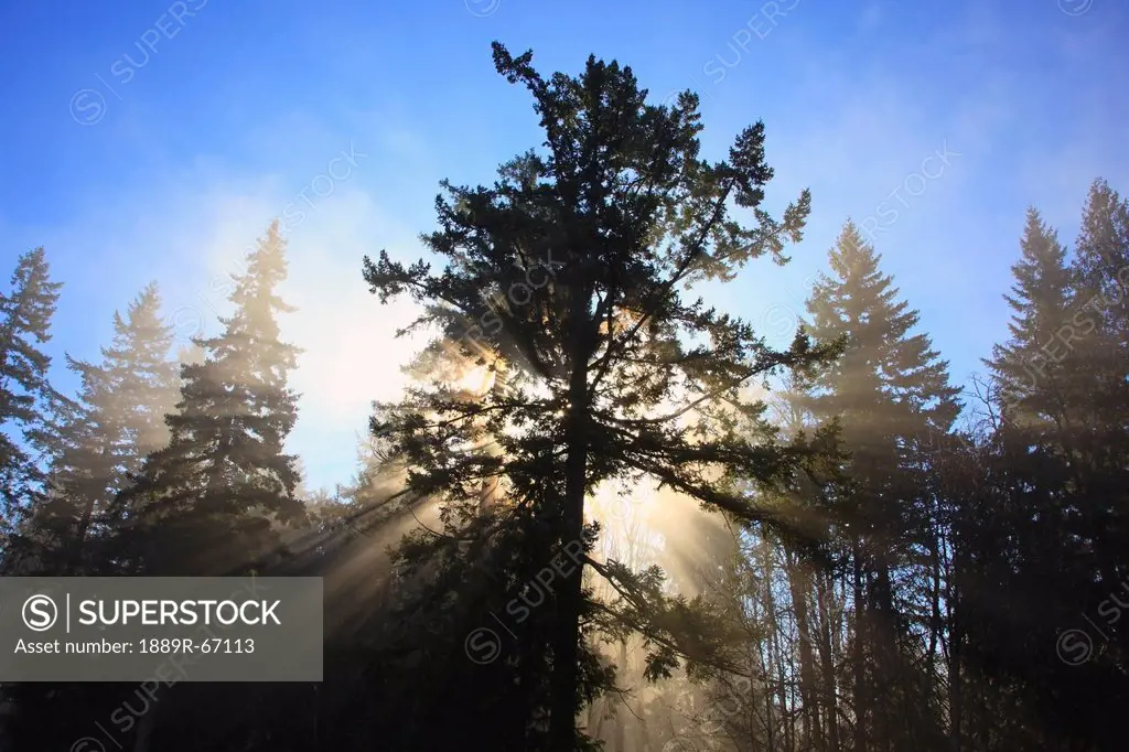 sun through morning fog and trees, happy valley, oregon, united states of america