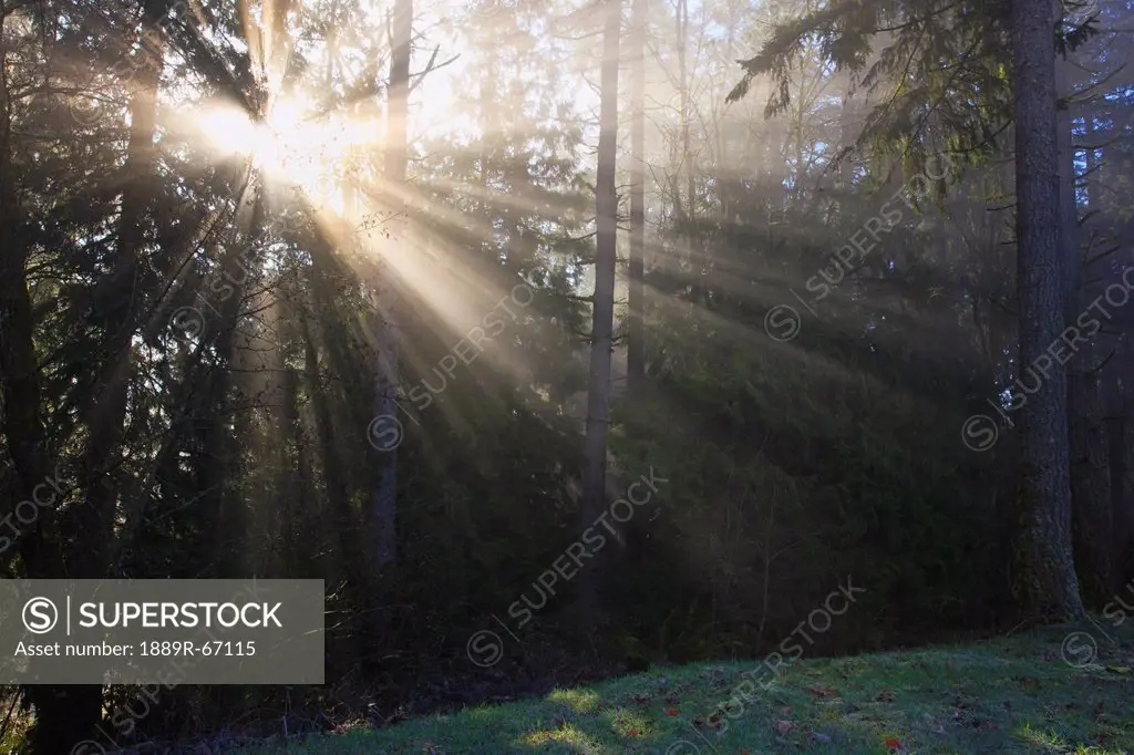 sun through morning fog and trees, happy valley, oregon, united states of america