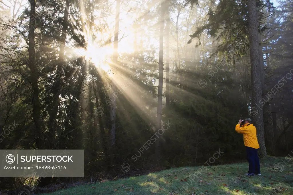 a person photographs the sun shining through morning fog and trees, happy valley, oregon, united states of america