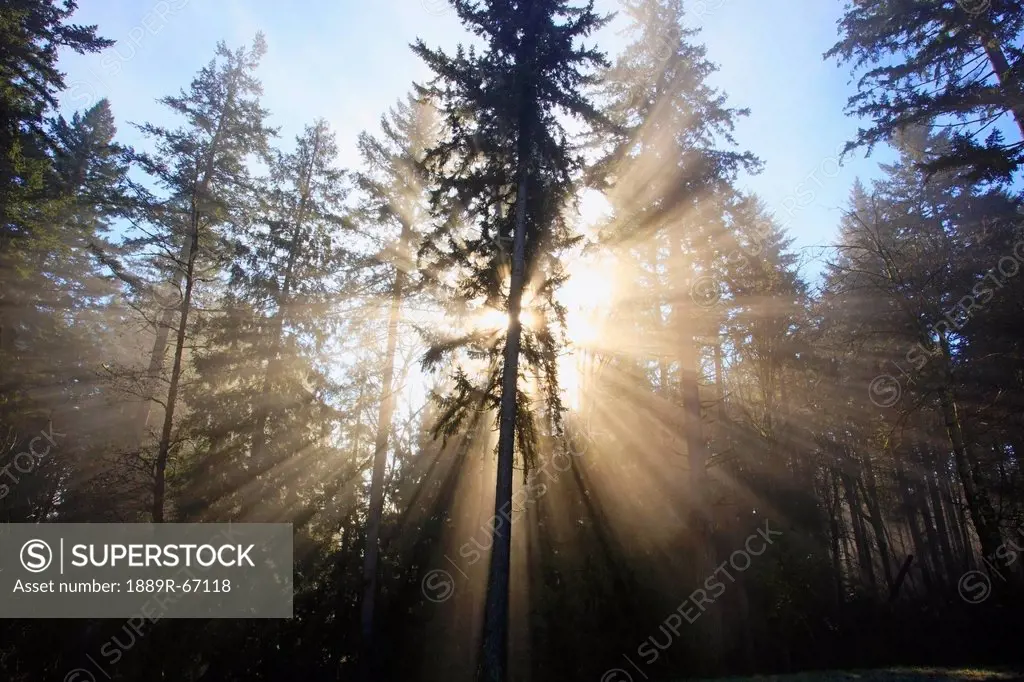 sun shining through morning fog and trees, happy valley, oregon, united states of america