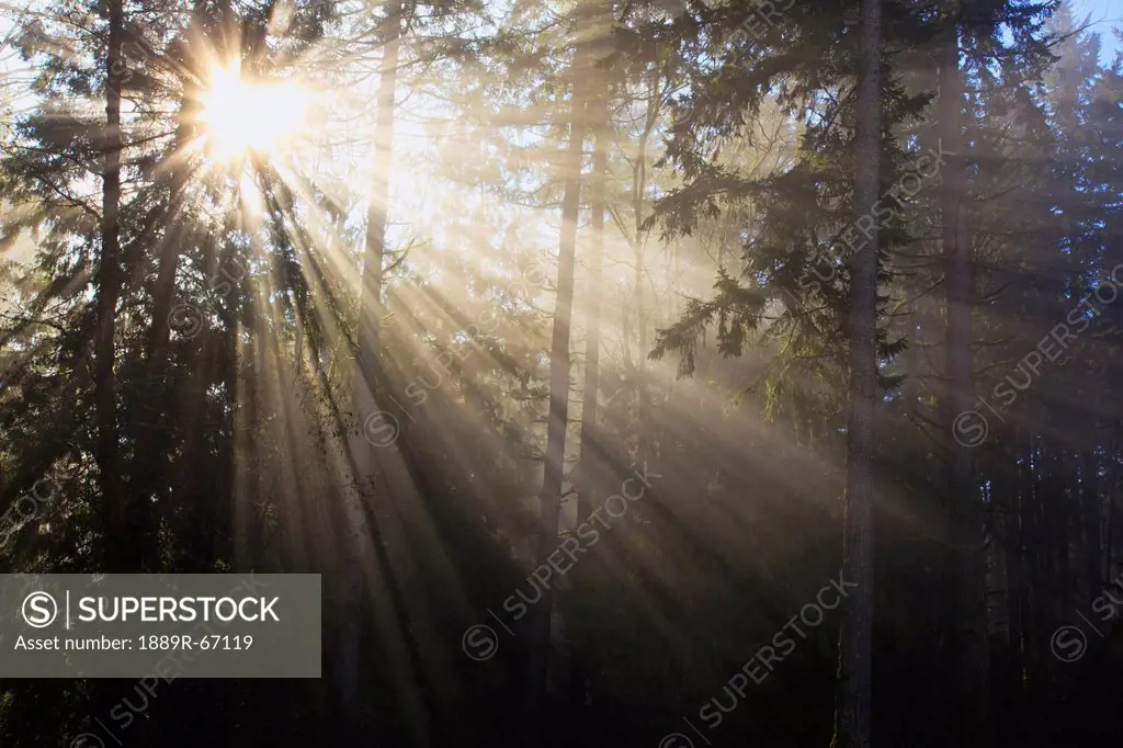 sun shining through morning fog and trees, happy valley, oregon, united states of america