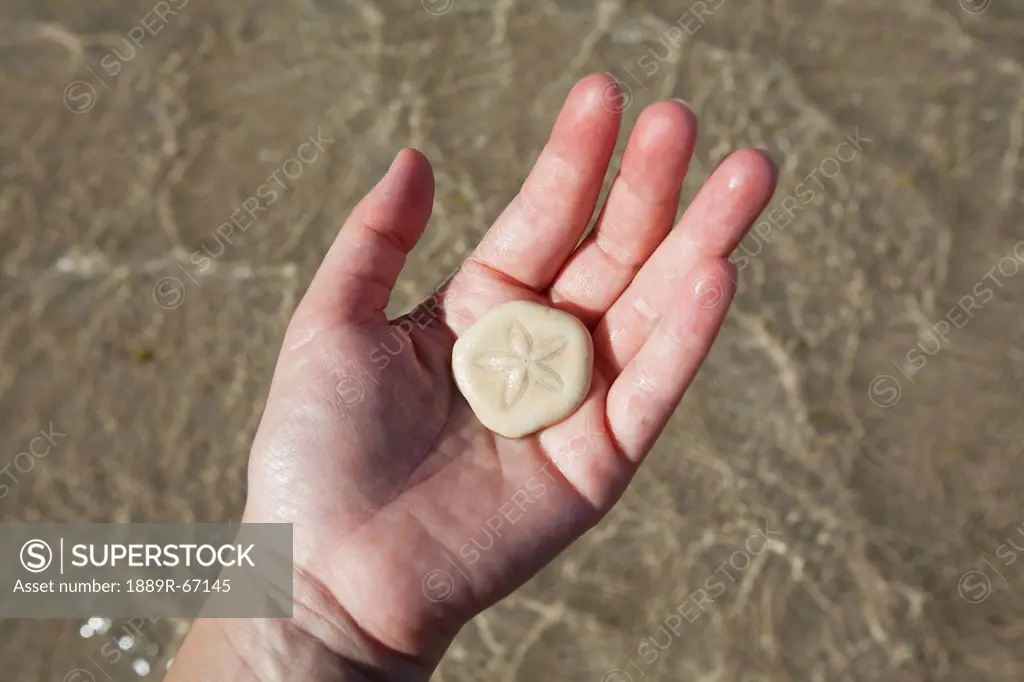 a tourist holds a sand dollar sea shell near el nido, bacuit archipelago, palawan, philippines