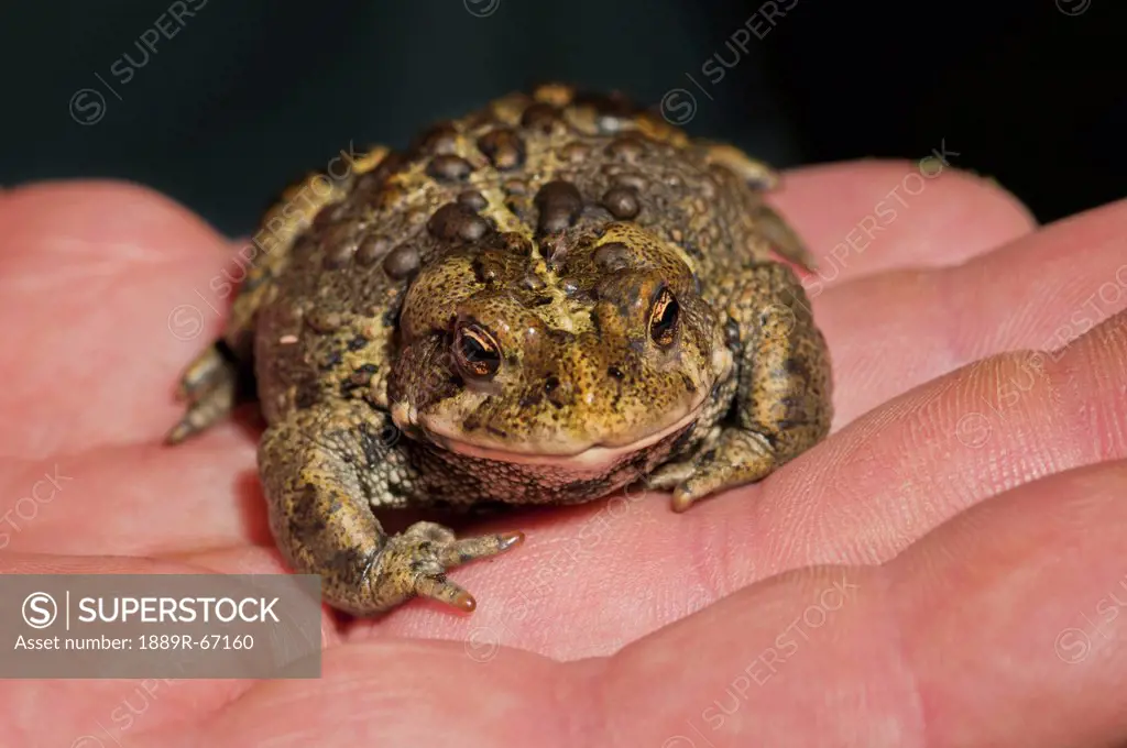 close_up of hand holding boreal toad, edmonton, alberta, canada