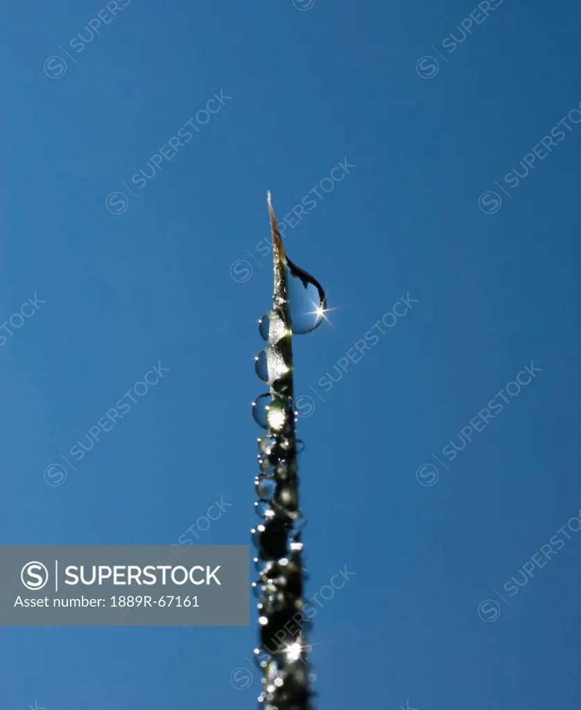 close_up of dewdrops on blade of grass against blue sky, new mexico, usa