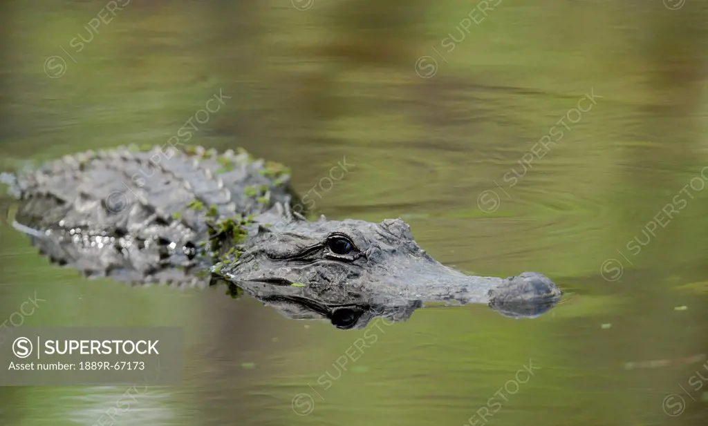 alligator in water, florida, usa