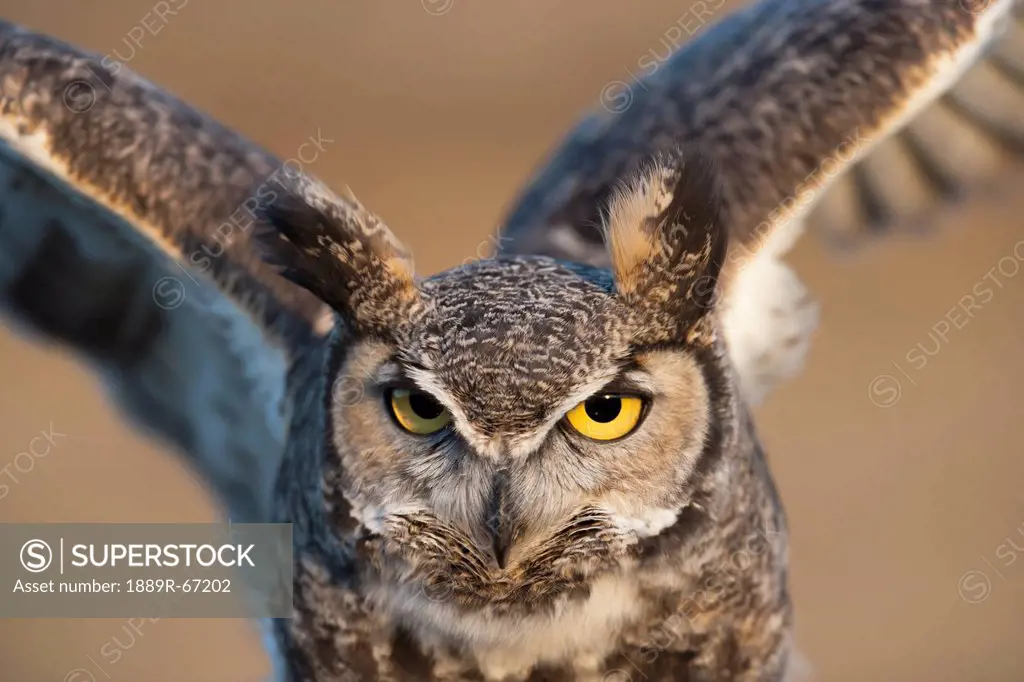 great_horned owl bubo virginianus flapping wings, wyoming, united states of america