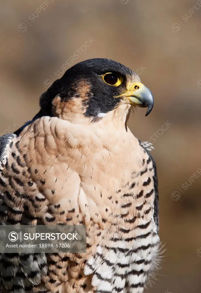 peregrine falcon falco peregrinus, montana, united states of america