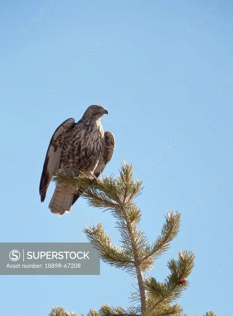 juvenile red_tailed hawk buteo jamaicensis perched on top of a lodgepole pine, wyoming, united states of america