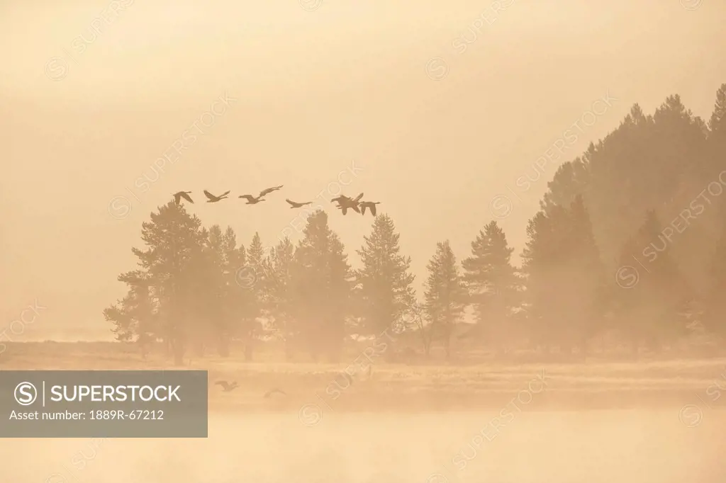 canadian geese fly in fog over the yellowstone river at sunrise, wyoming, united states of america
