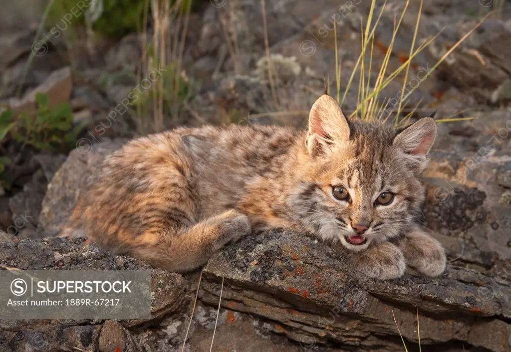 bobcat felis rufus kitten rests on rock outcrop, montana, united states of america