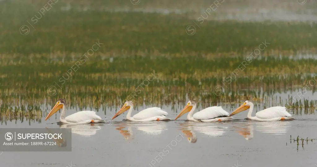 american white pelicans pelecanus erythrorhynchos swim in a line on a misty morning on the yellowstone river, wyoming, united states of america