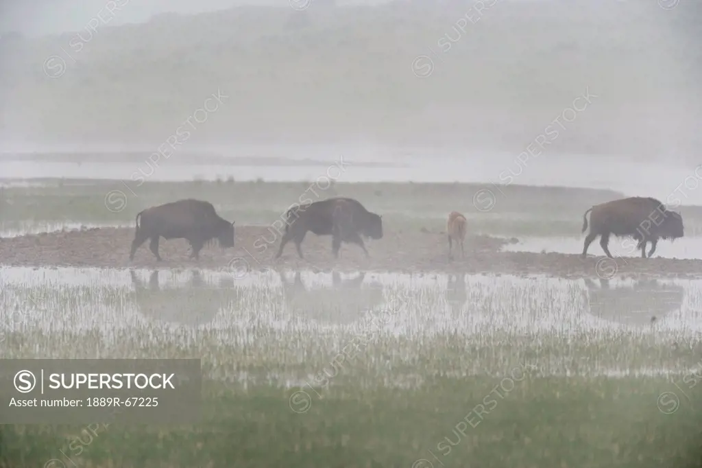 bison in fog in marshy area of hayden valley, yellowstone national park, wyoming, united states of america