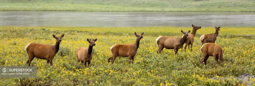 elk cervus canadensis herd in wildflowers along the gardiner river, yellowstone national park, wyoming, united states of america
