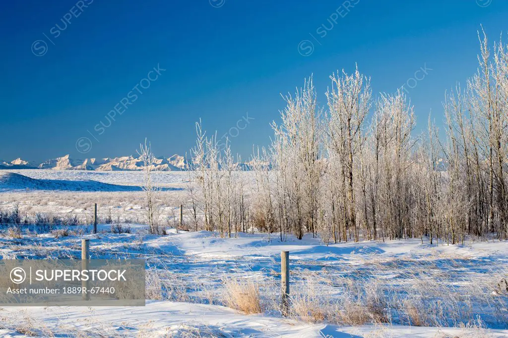frost_covered trees in snowy field, cochrane, alberta, canada