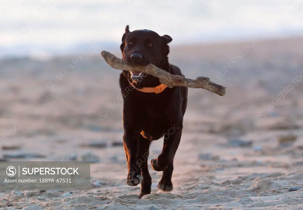 black labrador retriever running with stick on beach, tarifa, cadiz, spain