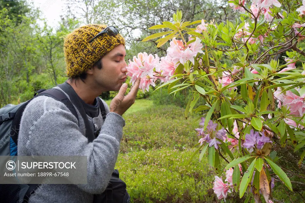 a man smells pink rhododendrons in cougar annie´s garden, boat basin, vancouver island, british columbia, canada