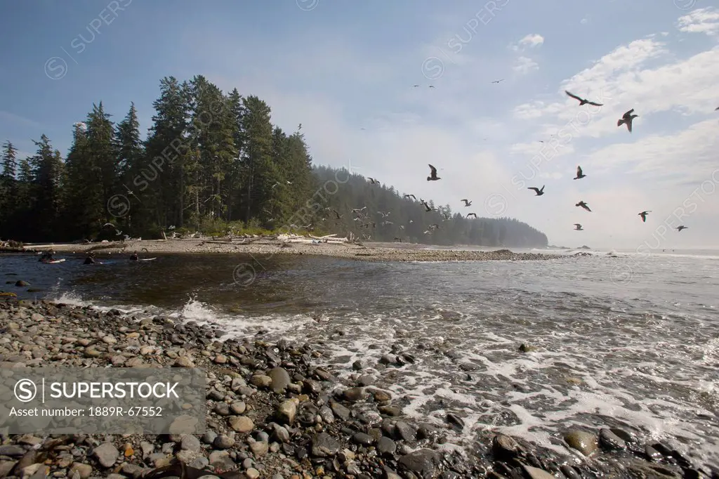 seagulls flying over seashore, sombrio beach, vancouver island, british columbia, canada