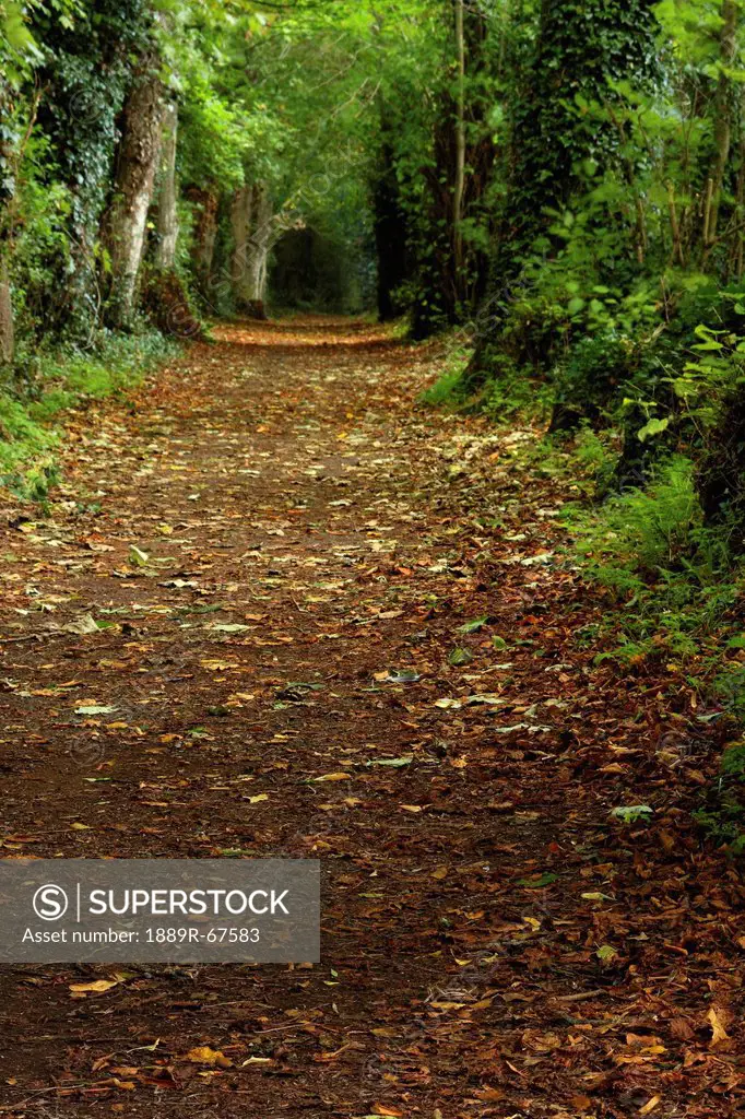 path through woods, cahir, county tipperary, ireland