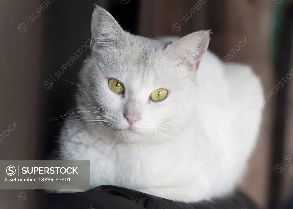 portrait of white cat