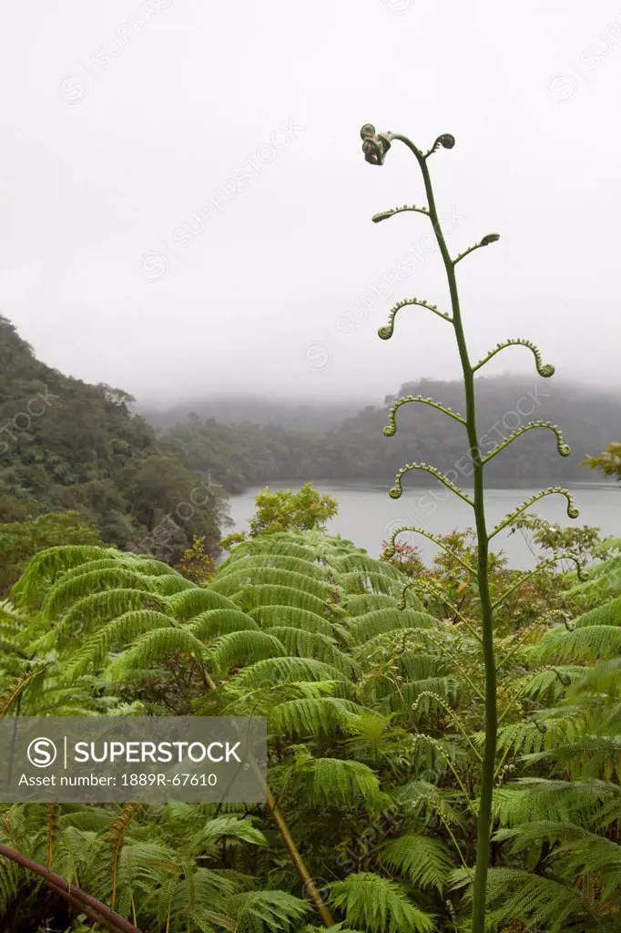 ferns surround water at twin lakes national park, negros, philippines
